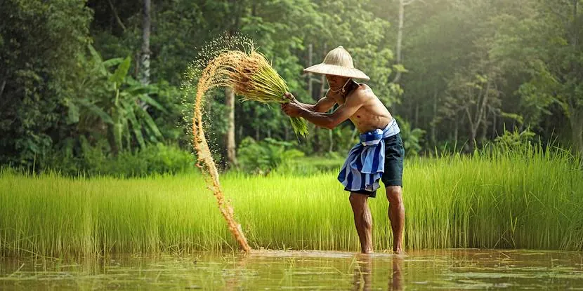 Ferme de riz en Asie du Sud-Est